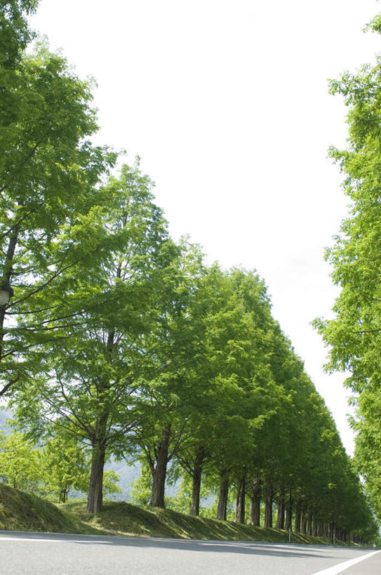 无人,竖图,室外,白天,正面,旅游,度假,草地,草坪,美景,植物,道路,路,一排,阴影,整齐,光线,影子,景观,小路,交通,娱乐,草,树,树木,排列,蓝色,绿色,蓝天,天空,阳光,自然,天,享受,休闲,景色,放松,乡间小路,生长,晴朗,成长,队列,自然风光,万里无云,晴空,晴空万里,彩图