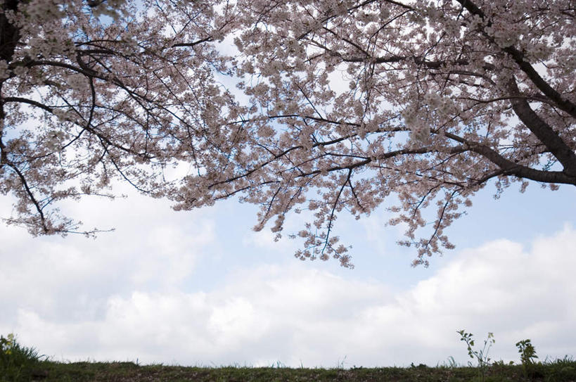 无人,横图,室内,白天,仰视,旅游,度假,草地,草坪,美景,植物,樱花,许多,阴影,盛开,光线,影子,景观,云,云朵,花蕾,云彩,娱乐,草,花,花瓣,花朵,鲜花,树,树木,粉色,蓝色,绿色,白云,蓝天,天空,阳光,自然,天,花苞,花蕊,享受,休闲,景色,放松,生长,成长,自然风光,仙樱花,福岛樱,青肤樱,荆桃,彩图,低角度拍摄