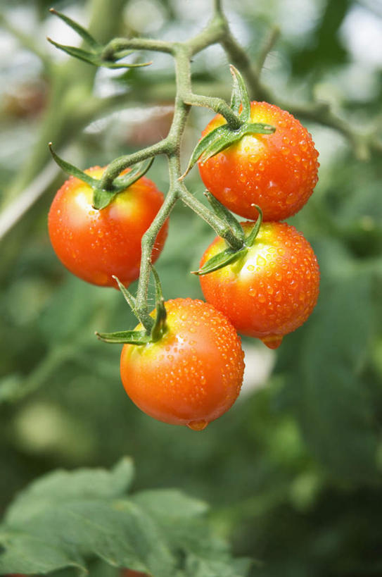 无人,农田,竖图,室外,特写,白天,正面,旅游,度假,庄稼,农作物,草地,草坪,美景,植物,西红柿,叶子,阴影,朦胧,模糊,光线,影子,景观,绿叶,娱乐,球,草,黄色,蓝色,绿色,蓝天,天空,阳光,自然,天,四个,享受,休闲,球体,嫩叶,景色,放松,自然风光,叶,叶片,番茄,彩图,耕地,庄稼田