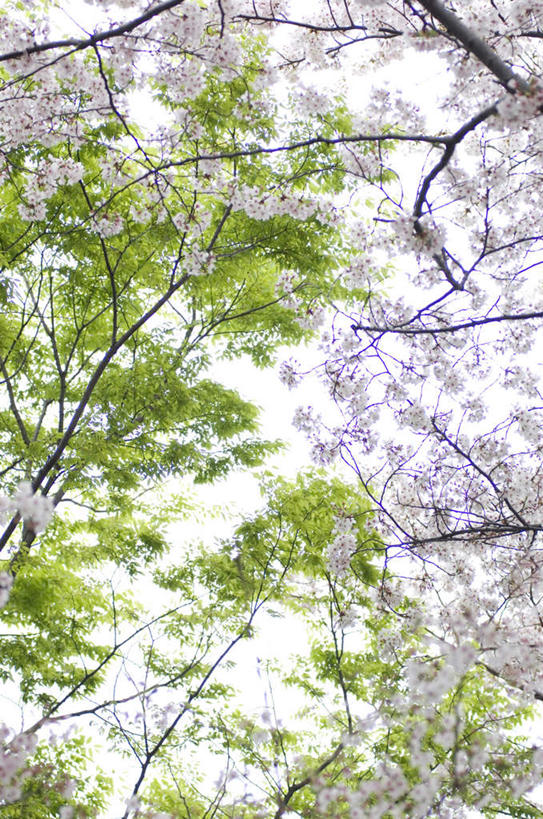 无人,竖图,室外,白天,仰视,旅游,度假,美景,植物,樱花,许多,阴影,盛开,光线,影子,景观,云,云朵,花蕾,云彩,娱乐,花,花瓣,花朵,鲜花,树,树木,粉色,蓝色,绿色,白云,蓝天,天空,阳光,自然,天,花苞,花蕊,享受,休闲,景色,放松,生长,成长,自然风光,仙樱花,福岛樱,青肤樱,荆桃,彩图,低角度拍摄