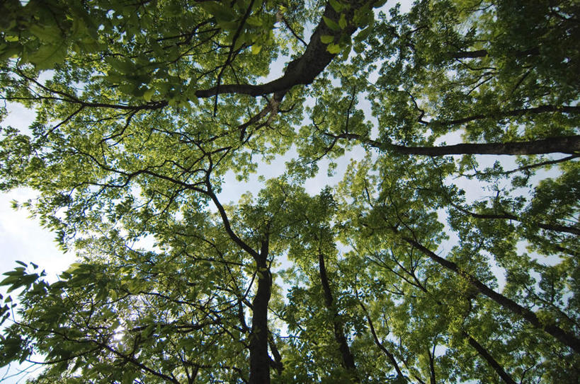 无人,横图,室外,白天,仰视,旅游,度假,美景,植物,阴影,光线,影子,景观,云,云朵,云彩,娱乐,树,树木,蓝色,绿色,白云,蓝天,天空,阳光,自然,天,享受,休闲,景色,放松,遮,遮掩,生长,成长,掩盖,遮挡,自然风光,遮盖,掩饰,彩图,低角度拍摄