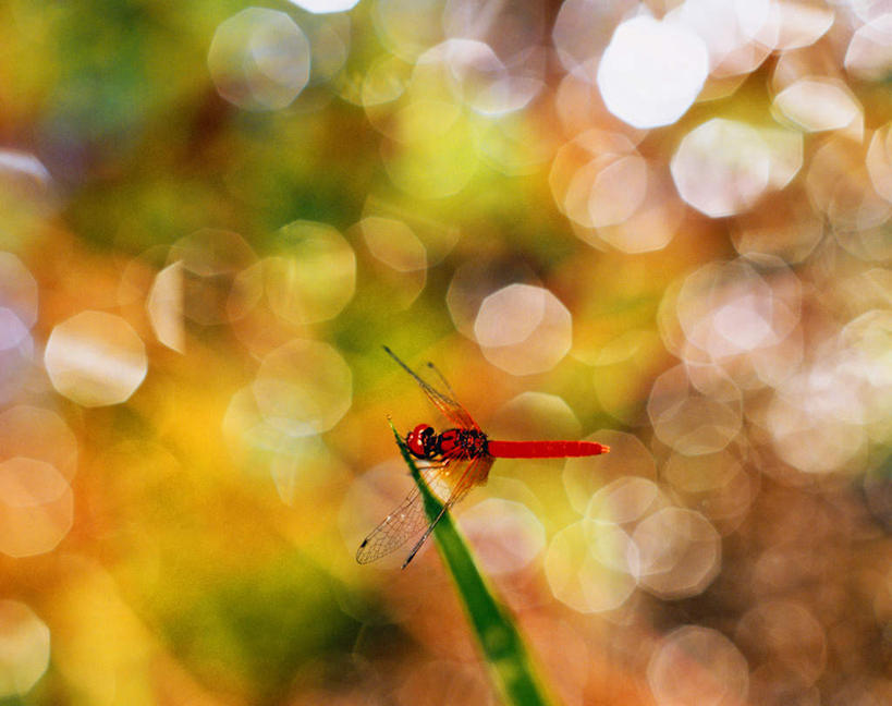 无人,横图,室外,白天,正面,旅游,度假,草地,草坪,美景,植物,飞翔,阴影,朦胧,模糊,飞行,光线,蜻蜓,昆虫,影子,景观,娱乐,草,一只,绿色,阳光,自然,动物,享受,休闲,景色,放松,自然风光,益虫,彩图
