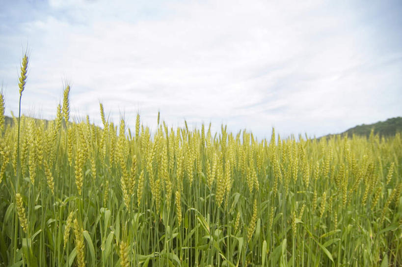 无人,农田,横图,室内,白天,正面,旅游,度假,庄稼,农作物,小麦,草地,草坪,美景,植物,阴影,光线,影子,景观,云,云朵,谷物,云彩,娱乐,草,树,树木,蓝色,绿色,白云,蓝天,天空,阳光,自然,天,享受,休闲,稻谷,稻子,景色,放松,麦子,生长,成长,自然风光,彩图,耕地,庄稼田
