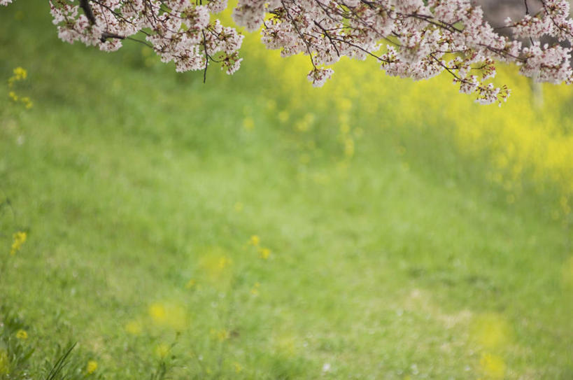 无人,横图,俯视,室外,白天,旅游,度假,草地,草坪,美景,植物,樱花,阴影,盛开,光线,影子,景观,花蕾,娱乐,草,花,花瓣,花朵,鲜花,树,树木,粉色,黄色,绿色,阳光,自然,花苞,花蕊,油菜花,享受,休闲,景色,放松,生长,成长,自然风光,仙樱花,福岛樱,青肤樱,荆桃,彩图,高角度拍摄
