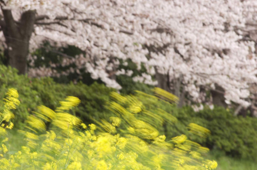 无人,横图,室外,白天,正面,旅游,度假,草地,草坪,美景,植物,樱花,阴影,朦胧,模糊,盛开,光线,影子,景观,花蕾,娱乐,草,花,花瓣,花朵,鲜花,树,树木,粉色,黄色,绿色,阳光,自然,花苞,花蕊,油菜花,享受,休闲,景色,放松,生长,成长,自然风光,仙樱花,福岛樱,青肤樱,荆桃,彩图