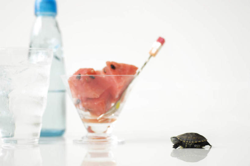 无人,横图,室内,特写,白天,白色背景,正面,水,桌面,龟,西瓜,水果,切开,阴影,新鲜,光线,液体,影子,勺子,水滴,生食,食品,果实,一杯,食物,一个,一只,红色,阳光,瓶子,塑料制品,调羹,汤匙,切,健康,塑料瓶,摄影,有机食品,绿色食品,影棚,单个,坚定,剖面,切面,长寿,乌龟,寒瓜,彩图,影棚拍摄,拍摄