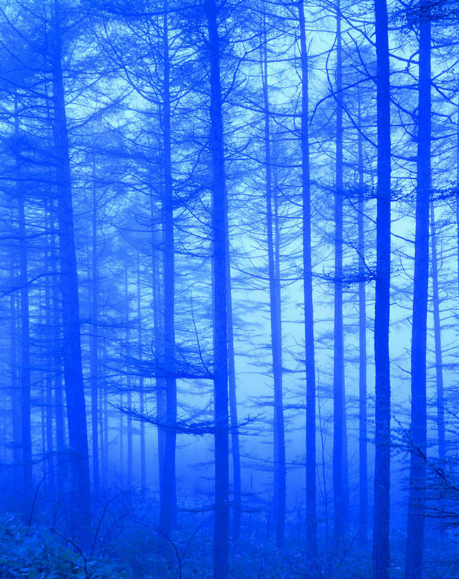 无人,竖图,室外,白天,正面,旅游,度假,草地,草坪,美景,森林,树林,植物,阴影,光线,影子,景观,娱乐,草,树,树木,蓝色,绿色,阳光,自然,享受,休闲,景色,放松,生长,成长,自然风光,彩图