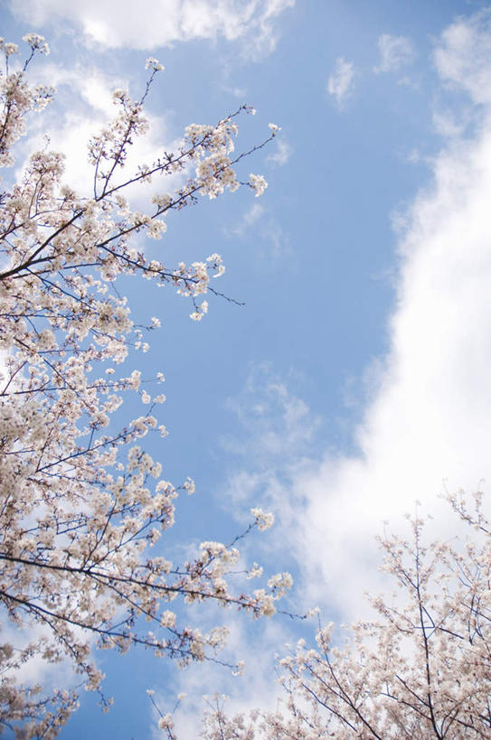 无人,竖图,室外,白天,仰视,旅游,度假,美景,植物,樱花,阴影,盛开,光线,影子,景观,云,云朵,花蕾,云彩,娱乐,花,花瓣,花朵,鲜花,树,树木,粉色,蓝色,绿色,白云,蓝天,天空,阳光,自然,天,花苞,花蕊,享受,休闲,景色,放松,生长,成长,自然风光,仙樱花,福岛樱,青肤樱,荆桃,彩图,低角度拍摄