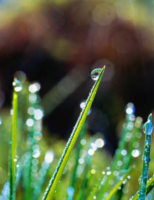 无人,竖图,室外,特写,白天,正面,旅游,度假,美景,水,植物,露水,许多,朦胧,模糊,液体,景观,水滴,娱乐,草,绿色,自然,露珠,享受,休闲,景色,放松,自然风光,彩图