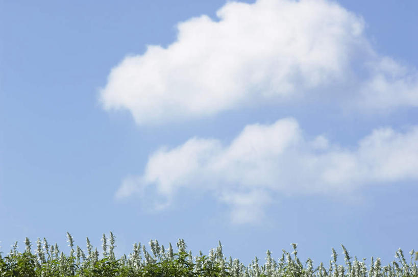 无人,横图,室外,白天,仰视,旅游,度假,花海,花圃,美景,植物,叶子,许多,盛开,景观,云,云朵,花蕾,云彩,娱乐,花,花瓣,花朵,花卉,鲜花,蓝色,绿色,白色,白云,蓝天,天空,自然,花丛,花束,花田,天,花苞,花蕊,享受,休闲,景色,放松,晴朗,自然风光,晴空,彩图,低角度拍摄