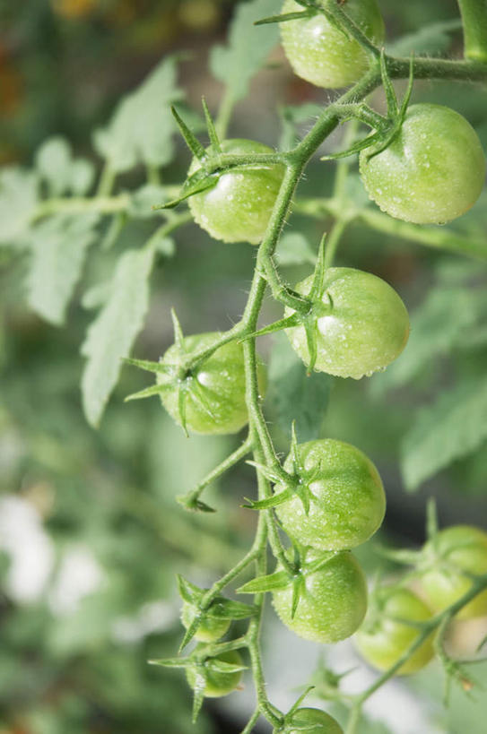 无人,竖图,室外,特写,白天,正面,美景,植物,蔬菜,西红柿,静物,叶子,许多,悬挂,新鲜,景观,食品,绿叶,树,树木,食物,绿色,自然,嫩叶,景色,有机食品,绿色食品,生长,成长,自然风光,叶,叶片,樱桃番茄,圣女果,番茄,彩图