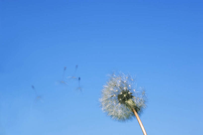 无人,横图,室外,特写,白天,仰视,爱情,植物,蒲公英,漂浮,盛开,花,花瓣,花朵,花卉,鲜花,一朵,蓝色,蓝天,天空,天,花蕊,悬浮,晴朗,万里无云,开朗,晴空,晴空万里,蒲公草,尿床草,彩图,低角度拍摄