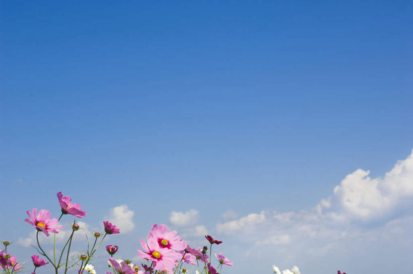 无人,横图,室外,白天,仰视,旅游,度假,自由,幸福,花海,花圃,美景,植物,叶子,许多,盛开,景观,云,云朵,波斯菊,绿叶,花蕾,云彩,娱乐,花,花瓣,花朵,花卉,鲜花,粉色,蓝色,绿色,白云,蓝天,天空,自然,花丛,花田,天,花苞,花蕊,清洁,享受,休闲,嫩叶,菊花,景色,放松,大波斯菊,生长,晴朗,成长,吉祥,自然风光,高洁,秋英,格桑花,秋樱,扫帚梅,八瓣梅,初恋,多情,叶,叶片,晴空,彩图,低角度拍摄,时光