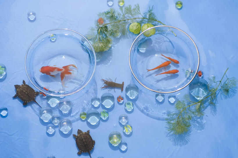 无人,横图,俯视,室内,特写,白天,水,植物,桌面,桌子,龟,玻璃,许多,蓝色背景,散落,金鱼,鱼,液体,水滴,水草,鱼缸,鱼类,玻璃制品,球,绿色,自然,两只,四条,健康,球体,摄影,影棚,生长,成长,坚定,长寿,乌龟,观赏鱼,金鲫鱼,彩图,高角度拍摄,全身,影棚拍摄,拍摄