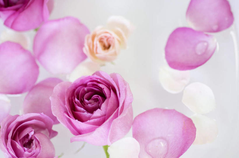 无人,横图,俯视,室内,特写,白天,爱情,幸福,纯洁,热情,美景,水,玫瑰,盛开,液体,景观,水滴,玫瑰花,浪漫,花蕾,花,花瓣,花朵,鲜花,一朵,蓝色,自然,花苞,花蕊,温暖,温馨,景色,恩爱,和睦,自然风光,感动,尊敬,天真,刺玫花,徘徊花,彩图,高角度拍摄,融洽