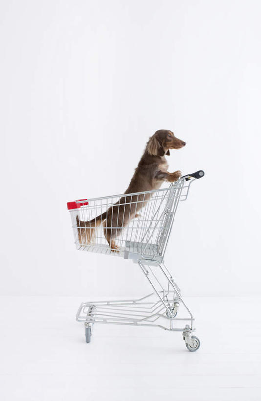 无人,站,竖图,室内,特写,白天,白色背景,侧面,宠物,狗,购物车,一辆,一条,腊肠犬,棕色,迷你腊肠犬,注视,车,动物,手推车,观察,看,站着,可爱,摄影,影棚,观看,察看,便利,存放,关注,载具,忠诚,快捷,方便,迷你腊肠狗,寄存,寄放,暂存,犬,站立,彩图,全身,影棚拍摄,拍摄