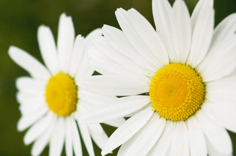 无人,横图,室外,特写,白天,正面,旅游,度假,快乐,幸福,美景,朦胧,模糊,盛开,景观,玛格丽特,花蕾,娱乐,雏菊,花,花瓣,花朵,鲜花,两朵,白色,自然,花苞,花蕊,享受,休闲,菊花,景色,放松,活力,希望,坚强,自然风光,和平,离别,延命菊,幸福花,春菊,马兰头花,暗恋,纯情,单恋,天真,彩图,愉快