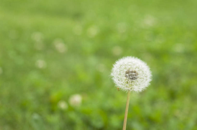 无人,横图,室外,特写,白天,正面,旅游,度假,美景,蒲公英,朦胧,模糊,盛开,景观,花蕾,娱乐,花,花瓣,花朵,鲜花,一朵,白色,自然,花苞,花蕊,享受,休闲,景色,放松,自然风光,蒲公草,尿床草,彩图