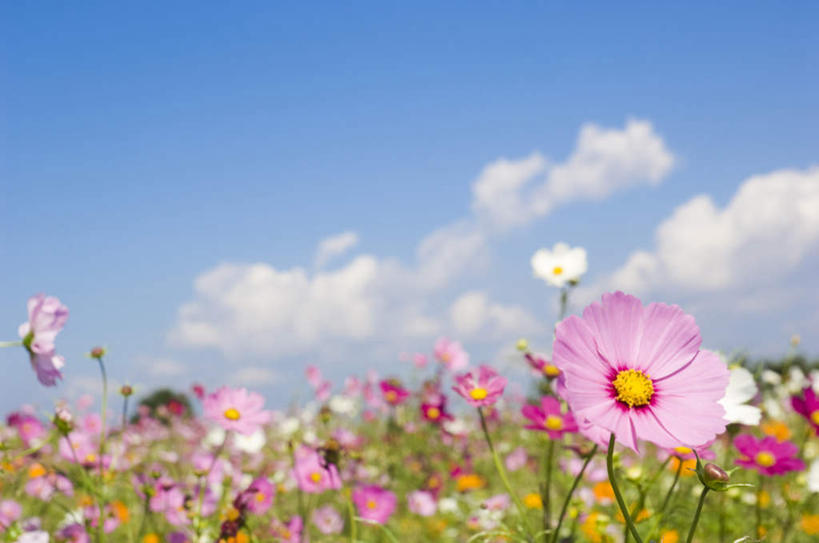 无人,横图,室外,白天,正面,旅游,度假,自由,幸福,花海,花圃,美景,植物,叶子,许多,盛开,景观,云,云朵,波斯菊,绿叶,花蕾,云彩,娱乐,花,花瓣,花朵,花卉,鲜花,粉色,蓝色,绿色,白云,蓝天,天空,自然,花丛,花田,天,花苞,花蕊,清洁,享受,休闲,嫩叶,菊花,景色,放松,大波斯菊,生长,晴朗,成长,吉祥,自然风光,高洁,秋英,格桑花,秋樱,扫帚梅,八瓣梅,初恋,多情,叶,叶片,晴空,彩图,时光