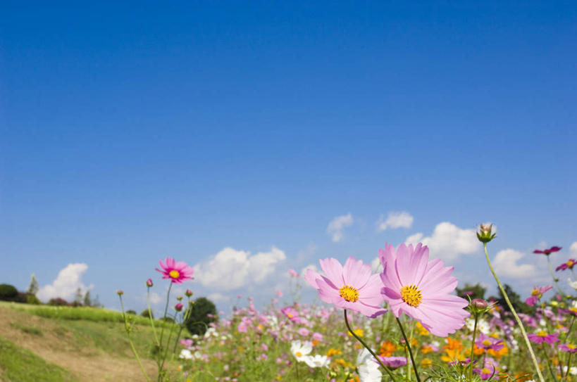 无人,横图,室外,白天,正面,旅游,度假,自由,幸福,花海,花圃,美景,植物,叶子,许多,盛开,景观,云,云朵,波斯菊,绿叶,花蕾,云彩,娱乐,花,花瓣,花朵,花卉,鲜花,粉色,蓝色,绿色,白云,蓝天,天空,自然,花丛,花田,天,花苞,花蕊,清洁,享受,休闲,嫩叶,菊花,景色,放松,大波斯菊,生长,晴朗,成长,吉祥,自然风光,高洁,秋英,格桑花,秋樱,扫帚梅,八瓣梅,初恋,多情,叶,叶片,晴空,彩图,时光