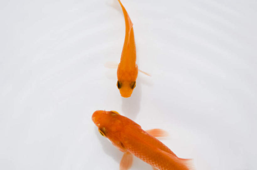 无人,横图,俯视,室内,特写,白天,白色背景,河流,水,两条,波纹,金鱼,鱼,河水,水流,鱼类,红色,水纹,波浪,游,摄影,影棚,观赏鱼,金鲫鱼,半身,彩图,高角度拍摄,影棚拍摄,拍摄