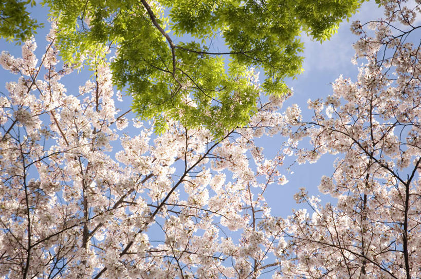 无人,横图,室外,特写,白天,仰视,旅游,度假,幸福,纯洁,美景,植物,樱花,阴影,盛开,光线,影子,景观,花蕾,娱乐,花,花瓣,花朵,鲜花,树,树木,粉色,蓝色,绿色,蓝天,天空,阳光,自然,天,花苞,花蕊,享受,休闲,景色,放松,生长,成长,等待,生命,自然风光,仙樱花,福岛樱,青肤樱,高尚,热烈,荆桃,彩图,低角度拍摄