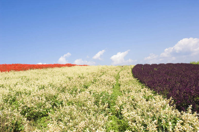 无人,横图,室外,白天,正面,旅游,度假,花海,花圃,美景,植物,叶子,许多,盛开,地平线,景观,云,云朵,辽阔,绿叶,地面,花蕾,云彩,娱乐,花,花瓣,花朵,花卉,鲜花,黄色,红色,蓝色,绿色,紫色,白云,蓝天,天空,自然,花丛,花田,天,花苞,花蕊,享受,休闲,广阔,嫩叶,景色,放松,生长,晴朗,成长,一望无际,自然风光,延伸,天地相交,琴柱草,无边无际,一马平川,叶,叶片,晴空,彩图