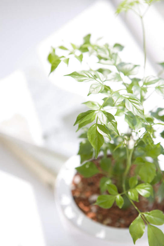 无人,家,客厅,竖图,俯视,室内,特写,白天,植物,别墅,餐桌,家具,装修,桌子,建筑,欧式,装饰,盆栽,房屋,屋子,公寓,盆景,豪华,建设,现代,装潢,洋房,楼房,住宅,绿色,自然,室内装潢,生长,成长,餐台,明亮,一盆,起居室,舒适,家居装潢,房屋设计,地中海风格,古典风格,简约风格,室内设计,宽敞,样板房装潢,设计,彩图,高角度拍摄,房子