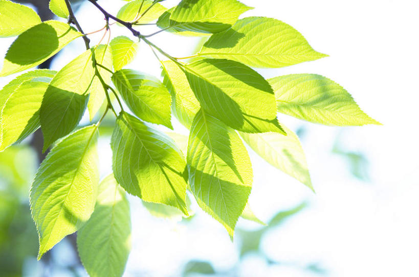 无人,横图,室外,特写,白天,仰视,旅游,度假,美景,叶子,阴影,光线,影子,景观,绿叶,娱乐,阳光,自然,享受,休闲,嫩叶,景色,放松,自然风光,叶,叶片,彩图,低角度拍摄