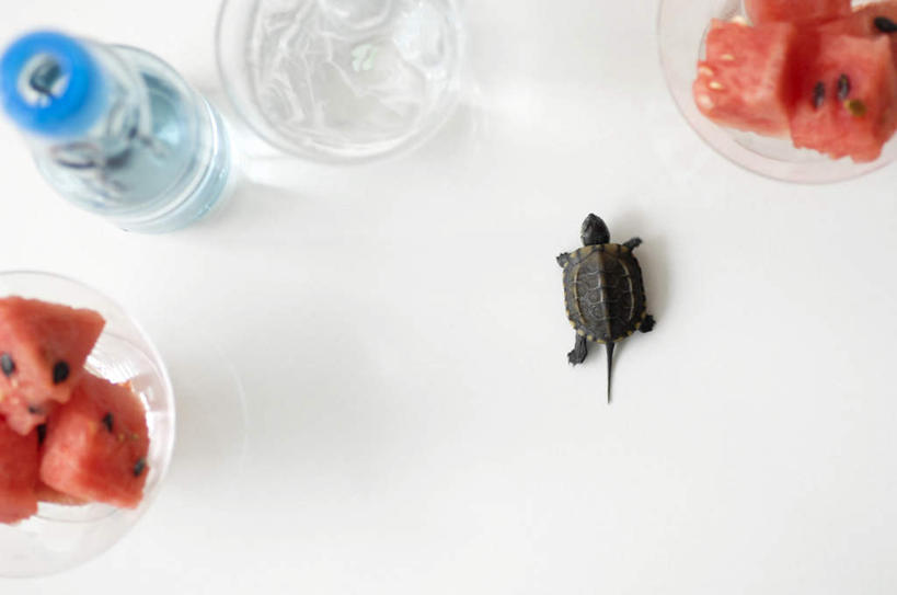 无人,横图,俯视,室内,白天,纯洁,桌子,龟,西瓜,水果,一堆,许多,堆叠,堆积,新鲜,透明,生食,冰块,食品,果实,水瓶,切块,食物,三个,红色,绿色,瓶子,塑料制品,碗,趴着,健康,塑料瓶,可爱,童年,童趣,有机食品,绿色食品,堆,坚定,童真,烂漫,无邪,一碗,长寿,乌龟,天真,寒瓜,趴,彩图,高角度拍摄,全身