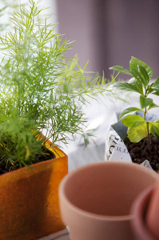 无人,竖图,俯视,室内,特写,白天,植物,报纸,叶子,装饰,信息,英文,标志,盆栽,盆子,文字,字符,字母,盆景,标识,三个,绿色,自然,嫩叶,生长,成长,英文字母,新闻,华丽,修饰,点缀,衬托,美观,雅致,雅观,叶,叶片,彩图,高角度拍摄,报刊