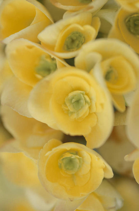 无人,竖图,俯视,室外,特写,白天,旅游,度假,美景,许多,盛开,景观,花蕾,娱乐,花,花瓣,花朵,鲜花,黄色,自然,花苞,花蕊,享受,休闲,景色,放松,自然风光,彩图,高角度拍摄