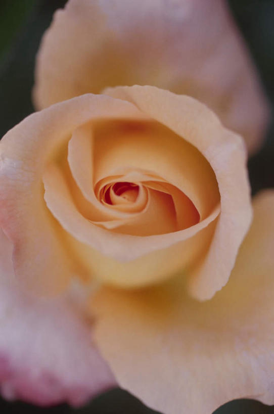 无人,竖图,俯视,室外,特写,白天,爱情,旅游,度假,幸福,纯洁,热情,美景,玫瑰,盛开,景观,玫瑰花,浪漫,花蕾,娱乐,花,花瓣,花朵,鲜花,一朵,黄色,自然,花苞,花蕊,享受,休闲,温暖,温馨,景色,恩爱,放松,和睦,自然风光,感动,尊敬,天真,刺玫花,徘徊花,彩图,高角度拍摄,融洽