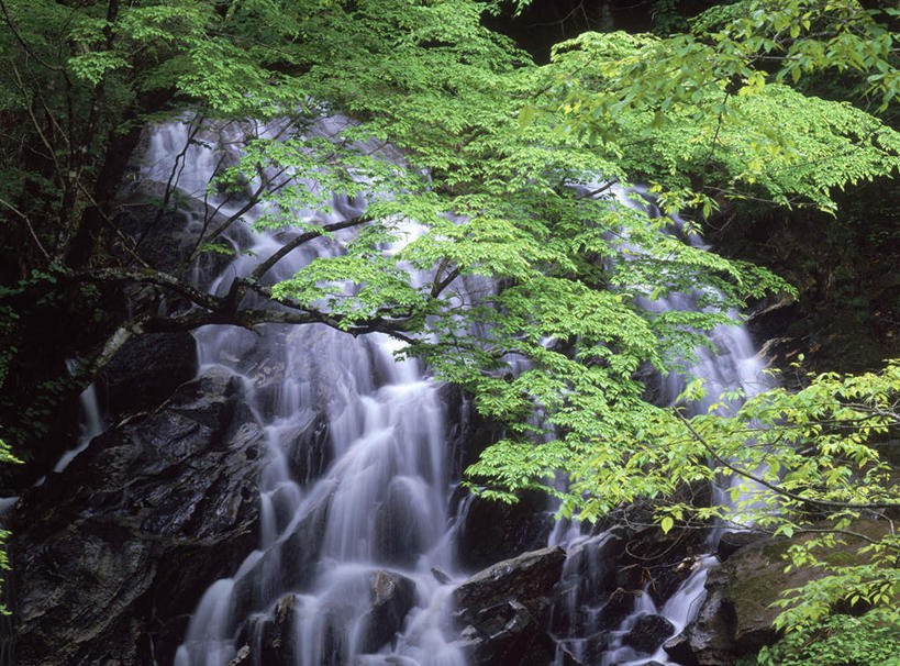无人,横图,室外,特写,白天,仰视,旅游,度假,美景,瀑布,水,植物,日本,亚洲,飞溅,朦胧,模糊,湍急,溅,液体,景观,水滴,娱乐,水珠,树,树木,绿色,自然,享受,休闲,景色,放松,生长,成长,喷洒,自然风光,东亚,本州,本州岛,日本国,东北地方,福岛,福岛县,跌水,彩图,低角度拍摄