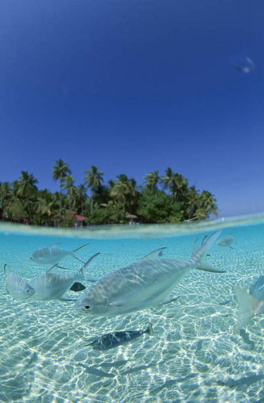 海鲜,无人,竖图,室外,白天,正面,旅游,度假,海浪,海洋,美景,树林,植物,马尔代夫,亚洲,阴影,波纹,光线,鱼,影子,景观,浪花,涟漪,娱乐,水产,鱼类,海洋生物,树,树木,蓝色,绿色,蓝天,水纹,天空,阳光,自然,海水,波浪,天,享受,休闲,景色,放松,生长,晴朗,成长,自然风光,水生动物,海产品,南亚,水生物,海景,海底动物,万里无云,水晕,马尔代夫共和国,大海,风浪,海,海水的波动,近岸浪,涌浪,晴空,晴空万里,彩图