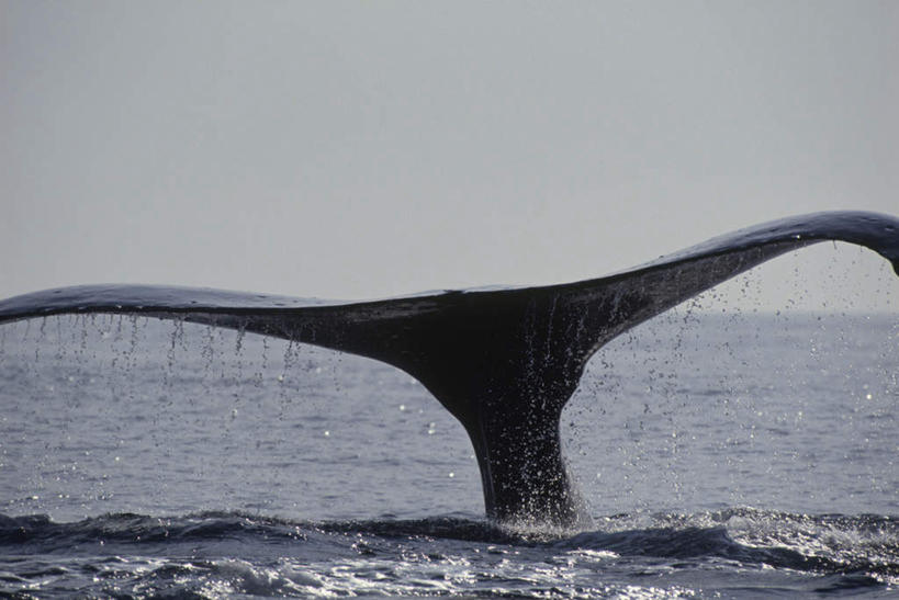 海鲜,无人,跳,横图,室外,特写,白天,正面,旅游,度假,岛屿,海浪,海洋,美景,日落,鲸鱼,夏威夷,美国,阴影,波纹,光线,尾巴,影子,景观,浪花,晚霞,霞光,涟漪,娱乐,水产,海洋生物,水纹,阳光,自然,海水,黄昏,波浪,享受,休闲,景色,彩霞,放松,鲸,北美,北美洲,自然风光,水生动物,海产品,美洲,水生物,海景,海底动物,夏威夷岛,夏威夷州,爱洛哈之州,水晕,北亚美利加洲,亚美利加洲,大岛,大海,风浪,海,海水的波动,近岸浪,列岛,群岛,涌浪,诸岛,夕阳,跳跃,彩图