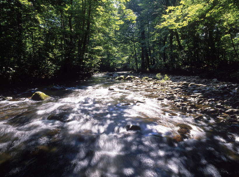 无人,横图,室外,白天,正面,旅游,度假,河流,美景,森林,树林,水,植物,阴影,光线,影子,河水,景观,水流,娱乐,树,树木,绿色,小溪,阳光,自然,溪水,享受,休闲,景色,放松,生长,成长,自然风光,彩图