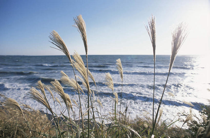 无人,横图,室外,白天,正面,旅游,度假,海浪,海洋,美景,植物,神奈川,日本,亚洲,阴影,枯萎,光线,影子,景观,浪花,水平线,辽阔,枯草,海平线,神奈川县,娱乐,草,黄色,蓝色,蓝天,天空,阳光,自然,海水,天,享受,休闲,广阔,景色,放松,一望无际,自然风光,海景,东亚,本州,关东地方,本州岛,日本国,无边无际,一马平川,大海,风浪,海,海水的波动,近岸浪,涌浪,彩图,水天相接,水天一线