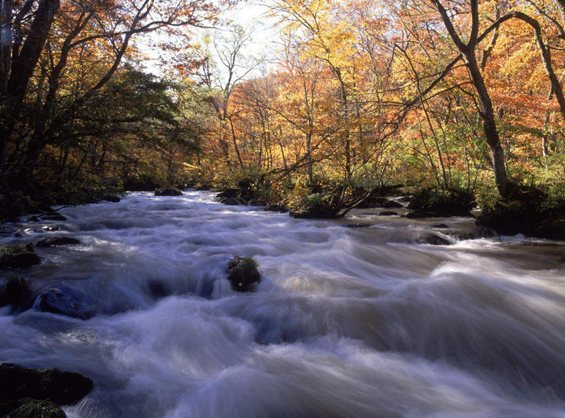 无人,横图,室外,白天,正面,旅游,度假,河流,美景,秋季,森林,树林,水,植物,日本,亚洲,阴影,光线,影子,河水,景观,水流,娱乐,树,树木,黄色,绿色,小溪,阳光,自然,溪水,享受,休闲,景色,放松,生长,成长,自然风光,东亚,本州,本州岛,日本国,青森,青森县,东北地方,秋,秋天,彩图
