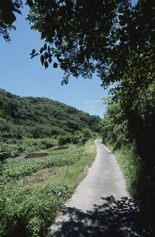 无人,竖图,室外,白天,仰视,旅游,度假,草地,草坪,美景,植物,道路,路,神奈川,日本,亚洲,阴影,光线,影子,景观,云,云朵,小路,交通,神奈川县,云彩,娱乐,草,树,树木,蓝色,绿色,白云,蓝天,天空,阳光,自然,天,享受,休闲,景色,放松,生长,晴朗,成长,自然风光,东亚,本州,关东地方,本州岛,日本国,晴空,彩图,低角度拍摄