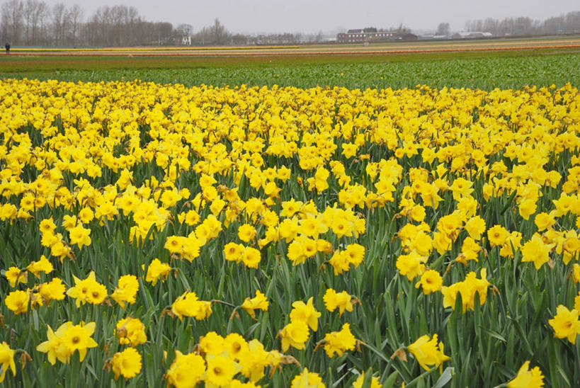 无人,横图,室外,白天,正面,旅游,度假,花海,花圃,美景,植物,水仙花,叶子,欧洲,荷兰,许多,盛开,景观,云,云朵,绿叶,花蕾,云彩,娱乐,花,花瓣,花朵,花卉,鲜花,黄色,绿色,白云,天空,自然,花丛,花田,天,花苞,花蕊,享受,休闲,嫩叶,景色,放松,生长,成长,自然风光,金盏银台,玉玲珑,女史花,雅蒜,天蒜,尼德兰王国,凌波仙子,水仙,天葱,叶,叶片,彩图