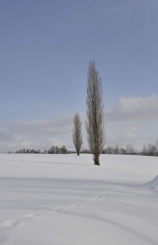 无人,竖图,室外,白天,正面,旅游,度假,美景,树林,雪,植物,大雪,北海道,日本,亚洲,脚印,积雪,景观,雪景,云,云朵,冬季,冬天,云彩,娱乐,树,树木,蓝色,绿色,白云,蓝天,天空,自然,天,享受,休闲,景色,放松,寒冷,生长,成长,自然风光,东亚,日本国,北海道地方,北海道岛,严寒,彩图