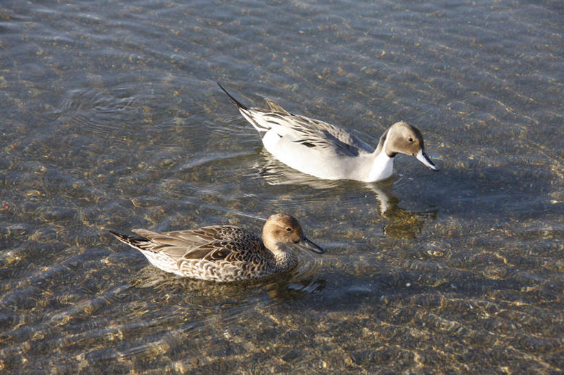 无人,横图,俯视,室外,白天,旅游,度假,河流,美景,水,野生动物,东京,日本,亚洲,阴影,漂浮,光线,鸭子,影子,河水,景观,水流,娱乐,阳光,自然,动物,两只,享受,休闲,景色,放松,可爱,活泼,自然风光,东亚,本州,关东地方,本州岛,日本国,东京都,彩图,高角度拍摄,全身