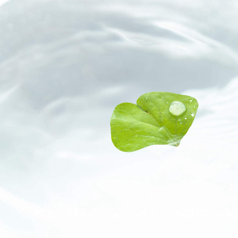 无人,方图,俯视,室内,特写,白天,白色背景,水,植物,叶子,一片,漂浮,纹理,液体,水滴,绿叶,水珠,绿色,露珠,嫩叶,摄影,影棚,肌理,叶,叶片,叶脉,彩图,高角度拍摄,影棚拍摄,拍摄
