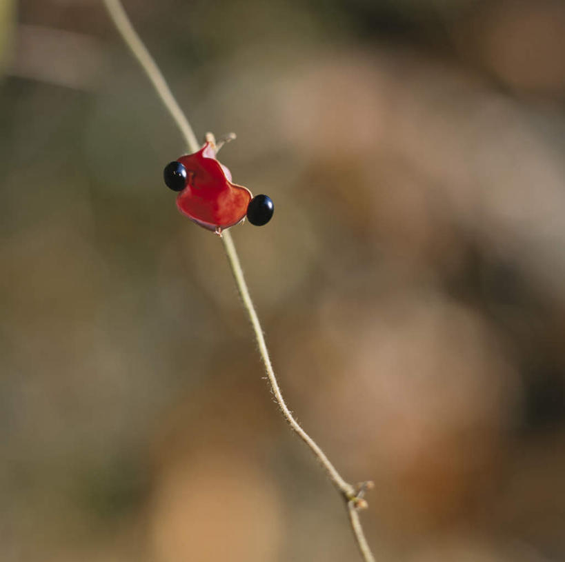无人,方图,室外,特写,白天,正面,旅游,度假,美景,植物,豆,东京,日本,亚洲,朦胧,模糊,景观,豆类,豆子,娱乐,树枝,两个,黑色,自然,享受,休闲,景色,放松,自然风光,东亚,豆科,本州,关东地方,本州岛,日本国,东京都,彩图