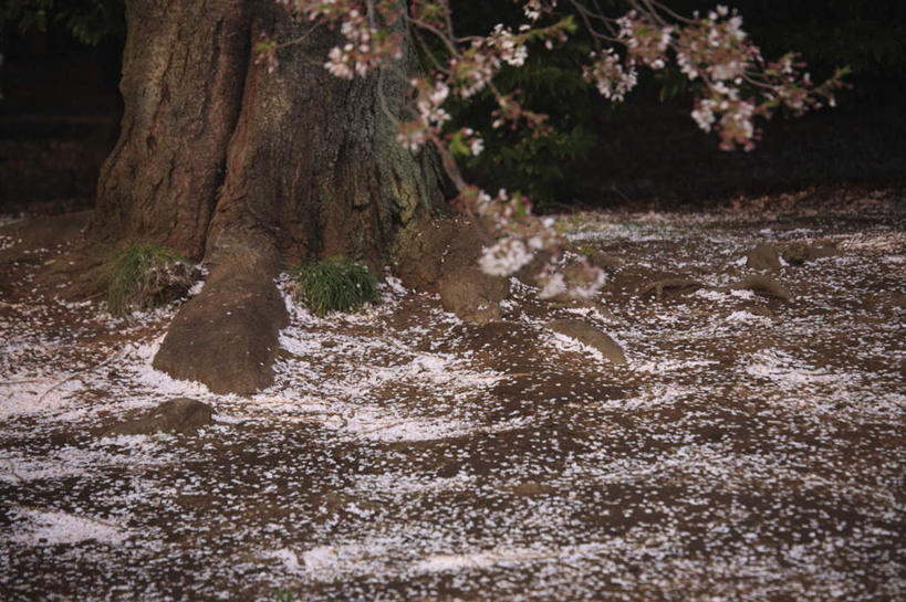 无人,横图,俯视,室外,特写,白天,旅游,度假,美景,植物,樱花,东京,日本,亚洲,许多,朦胧,模糊,盛开,景观,娱乐,花,花瓣,花朵,花卉,鲜花,粉色,白色,自然,花蕊,享受,休闲,景色,放松,自然风光,东亚,本州,关东地方,本州岛,日本国,东京都,仙樱花,福岛樱,青肤樱,荆桃,彩图,高角度拍摄