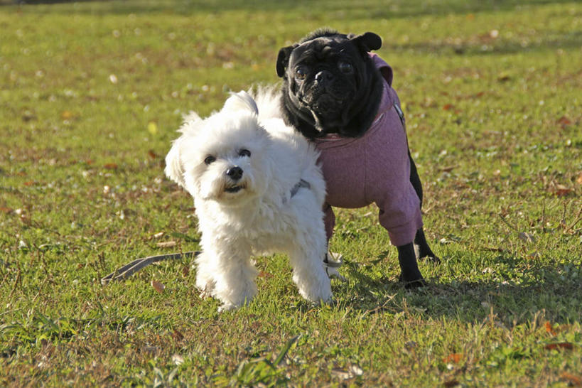 无人,站,横图,室外,白天,正面,T恤衫,草地,草坪,植物,宠物,狗,两条,阴影,光线,影子,T恤,注视,草,红色,绿色,白色,黑色,阳光,动物,观察,看,站着,可爱,哈巴狗,观看,察看,关注,忠诚,巴哥,巴哥犬,犬,站立,彩图,全身