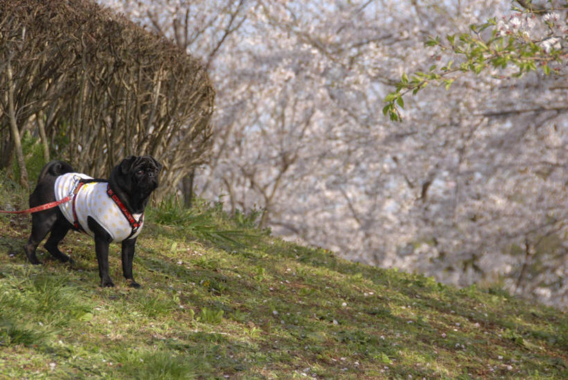 无人,站,横图,俯视,室外,白天,草地,草坪,植物,樱花,宠物,狗,一条,盛开,花蕾,注视,草,花,花瓣,花朵,鲜花,树,树木,衣服,粉色,绿色,黑色,动物,花苞,花蕊,观察,看,站着,可爱,哈巴狗,生长,成长,观看,察看,关注,忠诚,仙樱花,福岛樱,青肤樱,巴哥,巴哥犬,犬,荆桃,站立,彩图,高角度拍摄,全身