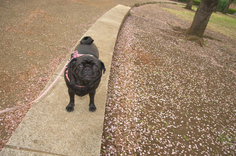 无人,站,横图,俯视,室外,白天,植物,道路,街道,路,公路,宠物,狗,一条,交通,注视,树,树木,红色,绿色,黑色,自然,动物,绳子,观察,看,站着,可爱,哈巴狗,生长,成长,观看,绳索,察看,关注,狗链,忠诚,巴哥,巴哥犬,项圈,马路,犬,站立,彩图,高角度拍摄,全身