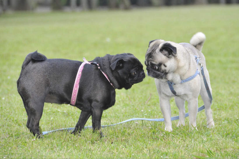 无人,站,横图,室外,白天,正面,草地,草坪,植物,宠物,狗,两条,注视,相视,草,绿色,白色,黑色,动物,观察,看,站着,面对面,可爱,哈巴狗,观看,对视,察看,关注,相对,忠诚,相看,巴哥,巴哥犬,犬,站立,彩图,全身